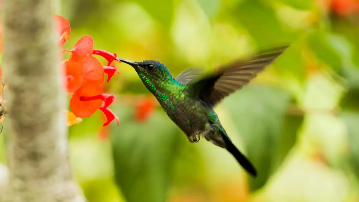 7 Plants and Flowers That Will Attract Hummingbirds to Your Garden